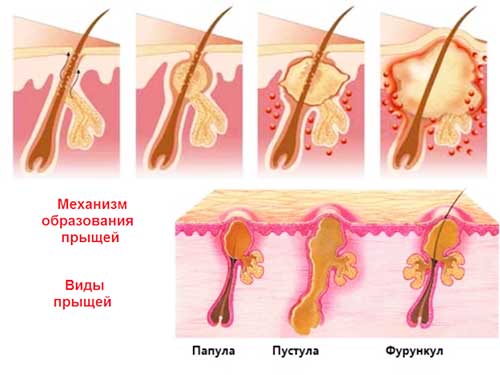 Акне у домашних животных